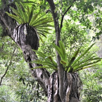 Asplenium australasicum (Bird's Nest Fern, Crow's Nest Fern) at Jamberoo, NSW - 23 Apr 2023 by plants