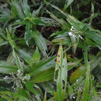 Pollia crispata (Pollia) at Jamberoo, NSW - 22 Apr 2023 by plants