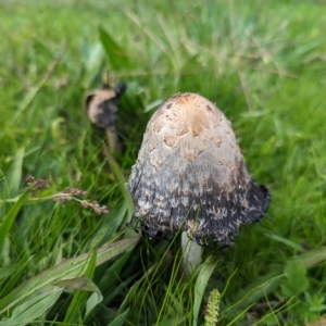 Coprinus comatus at Holder, ACT - 23 Apr 2023