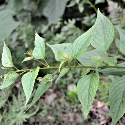 Deeringia amaranthoides at Jamberoo, NSW - 22 Apr 2023 by plants