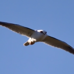 Elanus axillaris (Black-shouldered Kite) at Molonglo Valley, ACT - 22 Apr 2023 by KorinneM