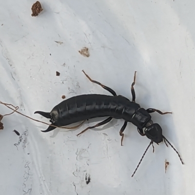 Anisolabididae (family) (Unidentified wingless earwig) at Duffy, ACT - 23 Apr 2023 by Miranda