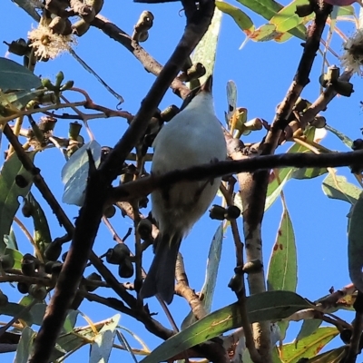 Melithreptus lunatus (White-naped Honeyeater) at Chiltern, VIC - 23 Apr 2023 by KylieWaldon