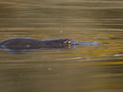 Ornithorhynchus anatinus (Platypus) at Carwoola, NSW - 22 Apr 2023 by trevsci