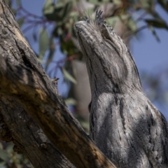 Podargus strigoides (Tawny Frogmouth) at Yarrow, NSW - 22 Apr 2023 by trevsci
