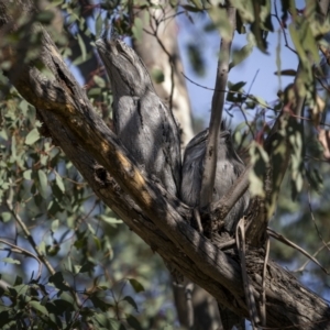 Podargus strigoides at Yarrow, NSW - 22 Apr 2023 10:49 AM