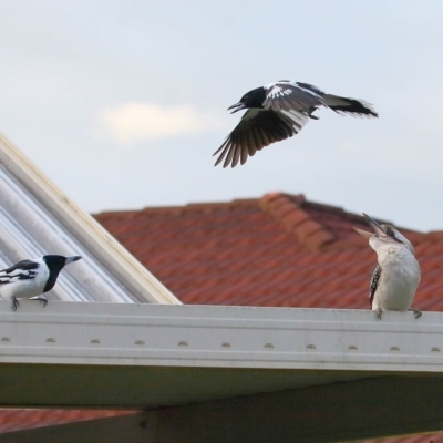 Cracticus nigrogularis (Pied Butcherbird) at Wellington Point, QLD - 21 Apr 2023 by TimL