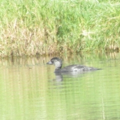 Biziura lobata (Musk Duck) at Belconnen, ACT - 21 Apr 2023 by idlidlidlidl