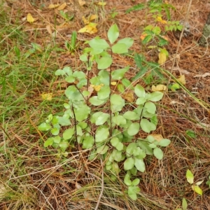 Pittosporum tenuifolium at Isaacs, ACT - 23 Apr 2023 04:40 PM