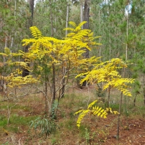 Ailanthus altissima at Isaacs, ACT - 23 Apr 2023