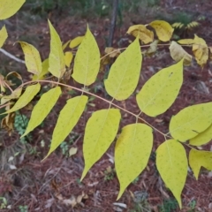 Ailanthus altissima at Isaacs, ACT - 23 Apr 2023