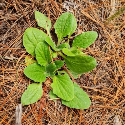 Cymbonotus sp. (preissianus or lawsonianus) (Bears Ears) at Isaacs, ACT - 23 Apr 2023 by Mike