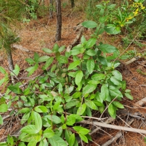 Viburnum tinus at Isaacs, ACT - 23 Apr 2023 04:33 PM