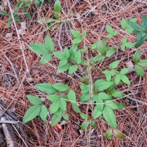 Nandina domestica at Isaacs, ACT - 23 Apr 2023