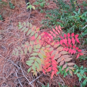 Pistacia chinensis at Isaacs, ACT - 23 Apr 2023