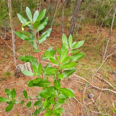 Arbutus unedo (Strawberry Tree) at Isaacs, ACT - 23 Apr 2023 by Mike