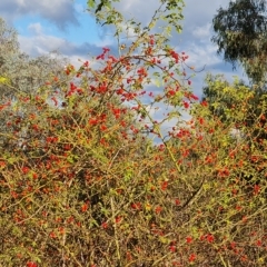 Rosa rubiginosa (Sweet Briar, Eglantine) at Isaacs Ridge - 23 Apr 2023 by Mike