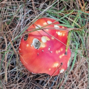 Amanita muscaria at Jerrabomberra, ACT - 23 Apr 2023