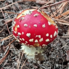 Amanita muscaria at Jerrabomberra, ACT - 23 Apr 2023