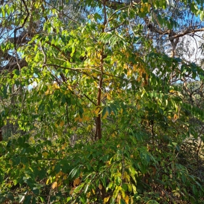 Prunus sp. (A Plum) at Jerrabomberra, ACT - 23 Apr 2023 by Mike