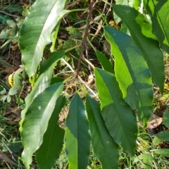 Prunus sp. at Jerrabomberra, ACT - 23 Apr 2023 03:40 PM