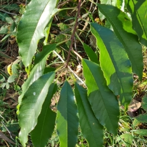 Prunus sp. at Jerrabomberra, ACT - 23 Apr 2023 03:40 PM