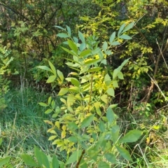 Fraxinus sp. (An Ash) at Isaacs, ACT - 23 Apr 2023 by Mike