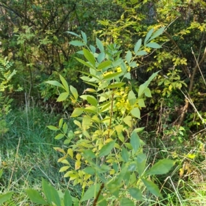 Fraxinus sp. at Isaacs, ACT - 23 Apr 2023