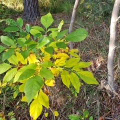 Fraxinus sp. (An Ash) at Isaacs Ridge - 23 Apr 2023 by Mike