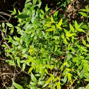 Nandina domestica at Isaacs, ACT - 23 Apr 2023