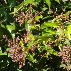 Ligustrum lucidum (Large-leaved Privet) at Isaacs, ACT - 23 Apr 2023 by Mike