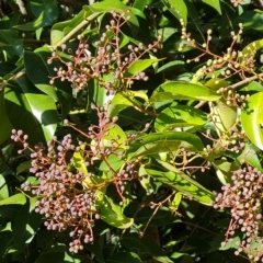 Ligustrum lucidum (Large-leaved Privet) at Isaacs Ridge - 23 Apr 2023 by Mike