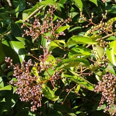 Ligustrum lucidum (Large-leaved Privet) at Isaacs, ACT - 23 Apr 2023 by Mike