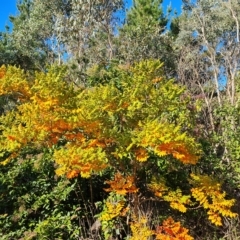 Koelreuteria paniculata (Golden Rain Tree) at Isaacs, ACT - 23 Apr 2023 by Mike