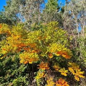 Koelreuteria paniculata at Isaacs, ACT - 23 Apr 2023 03:20 PM