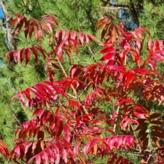 Pistacia chinensis (Chinese Pistachio) at Isaacs Ridge - 23 Apr 2023 by Mike