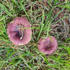 Russula 'purpureoflava group' at Isaacs, ACT - 23 Apr 2023