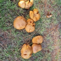 Suillus sp. (A bolete ) at Isaacs, ACT - 23 Apr 2023 by Mike