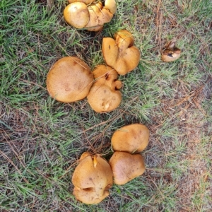 Suillus sp. at Isaacs, ACT - 23 Apr 2023 03:15 PM