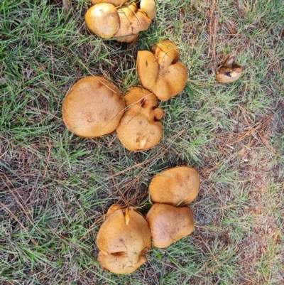 Suillus sp. (A bolete ) at Isaacs, ACT - 23 Apr 2023 by Mike