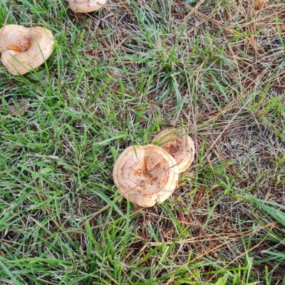 Lactarius deliciosus (Saffron Milkcap) at Isaacs, ACT - 23 Apr 2023 by Mike