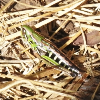 Kosciuscola cognatus (A grasshopper) at Namadgi National Park - 23 Apr 2023 by JohnBundock