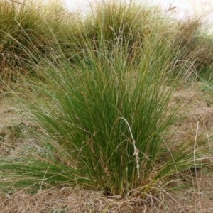 Carex appressa at Crooked Corner, NSW - 23 Apr 2023