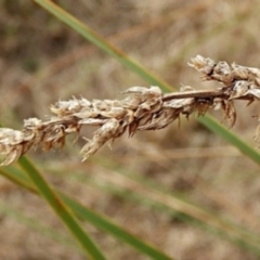 Carex appressa at Crooked Corner, NSW - 23 Apr 2023