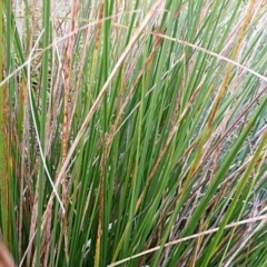 Carex appressa at Crooked Corner, NSW - 23 Apr 2023