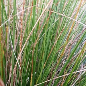 Carex appressa at Crooked Corner, NSW - 23 Apr 2023