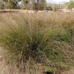 Carex appressa at Crooked Corner, NSW - 23 Apr 2023