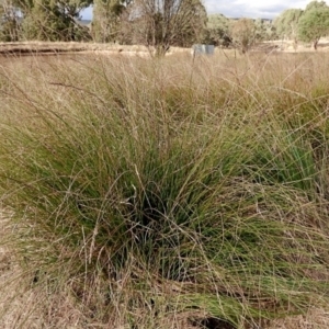 Carex appressa at Crooked Corner, NSW - 23 Apr 2023