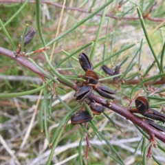 Hakea microcarpa (Small-fruit Hakea) at Booth, ACT - 23 Apr 2023 by JohnBundock