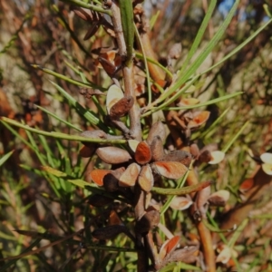 Hakea microcarpa at Rendezvous Creek, ACT - 23 Apr 2023